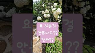 불두화 #불두화 #선암사 #봄꽃