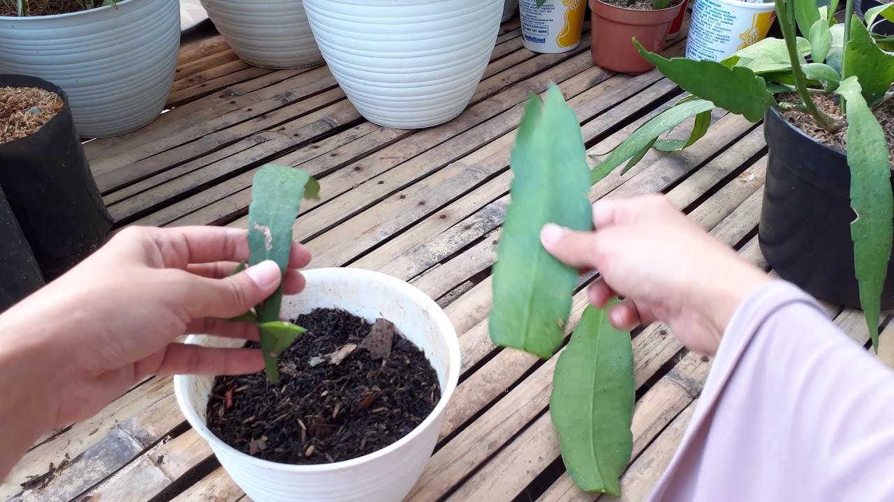 How To Propagate Wijaya  Kusuma  Flower Cara  Memperbanyak 