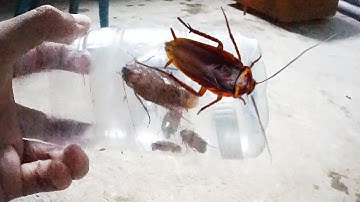 How To Make Cockroach Trap || Re-use waste bottle to be a new thing