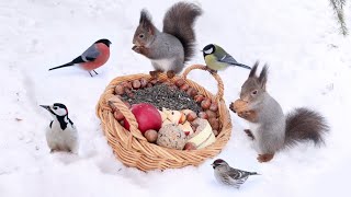 Relax with Red Squirrels, Birds and Forest Sounds (1 hour)