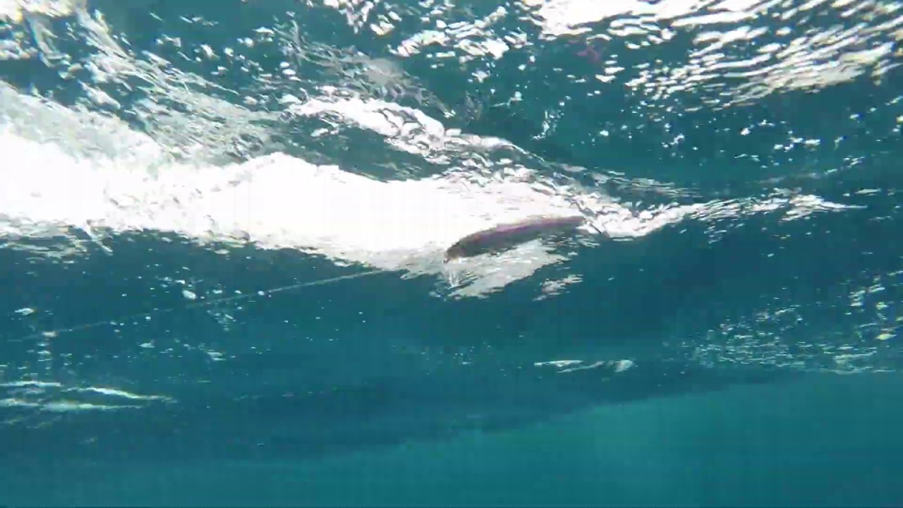 How Lures Swim: Rapala BX Waking Minnow Lure 