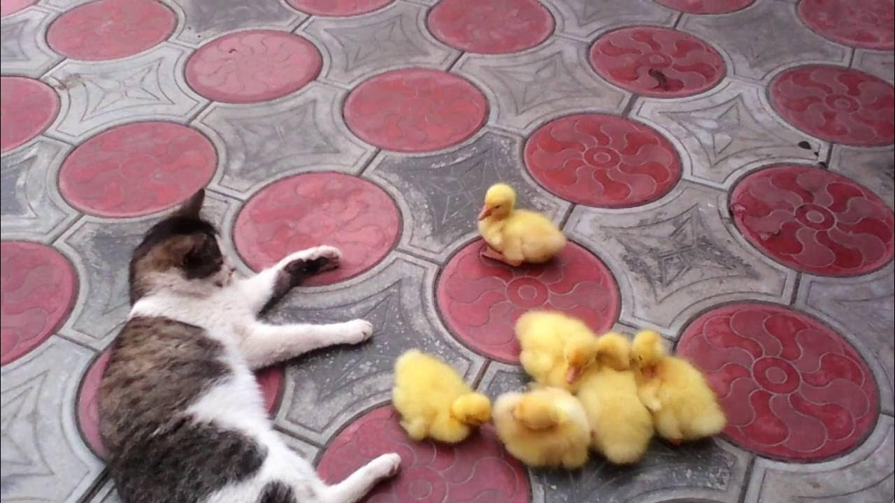 Cat duck. Котик смешной с уточкой. Кот и утенок. Кошка с цыплятами. Котик и уточка 2.