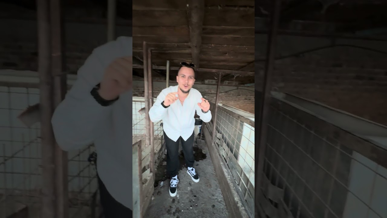 Salut, vând purcei, sat Resca, județul Olt. Detalii pe Instagram sau TikTok.