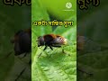 একটা মাছির মুল্য। #shorts #shortsvideo #youtubeshorts #youtubevideo
