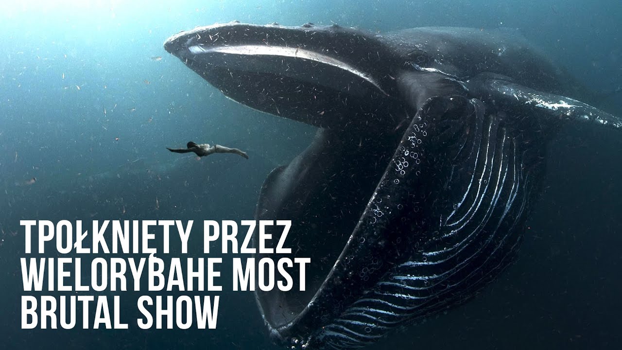 Co Robić Gdy Połknie Cię Wieloryb