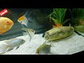 Feeding giant mbu puffer