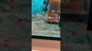 ✅ Rodostomus(5cm) - 25mdl🇲🇩 or.Chisinau#аквариумистика #кишинев#аквариум #garageaquarium