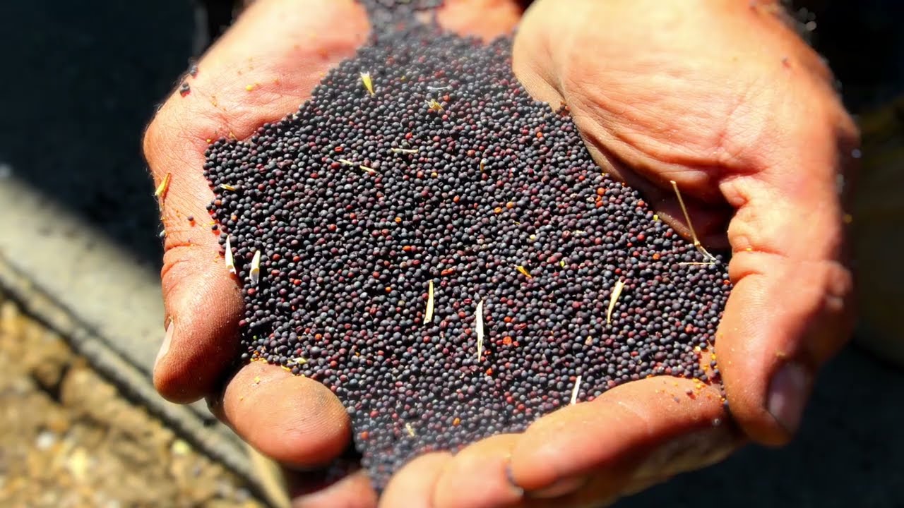 Canola in the Pacific Northwest: From Farm to Table