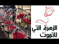 الزهرة التي لاتموت