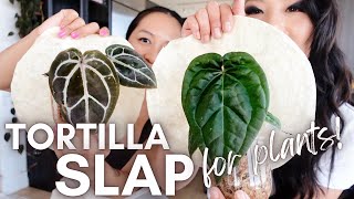 💥 slapping each other with tortillas: winner gets a plant! 💥