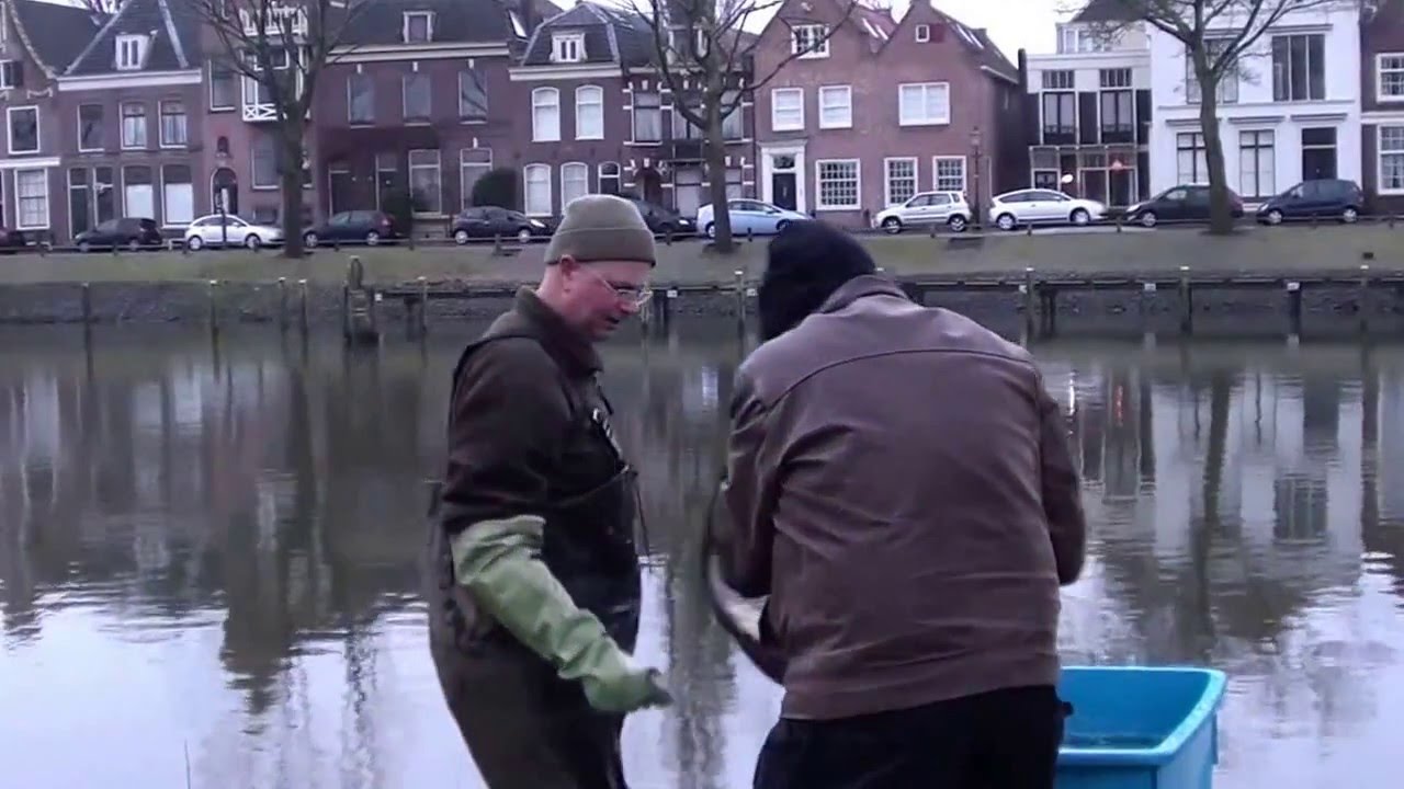 Spiegelkarperproject Weesp AWHB 2016