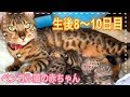 【生後8〜10日目】ベンガル猫ベルの子猫の成長記録