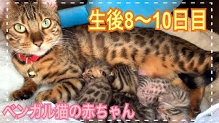 【生後8〜10日目】ベンガル猫ベルの子猫の成長記録