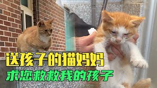 不想让小猫受苦的猫妈妈把小猫托付给人类每天偷偷来看孩子