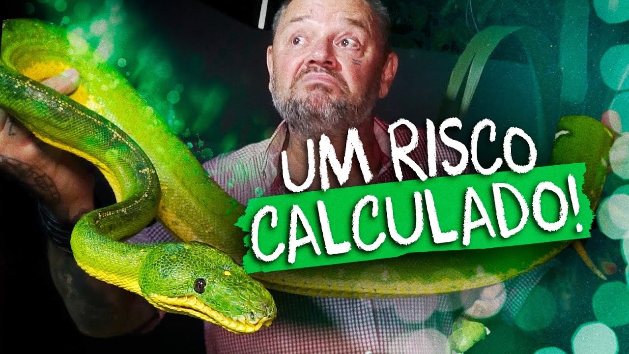 CORALLUS BATESII, A VERDADEIRA ESMERALDA DA AMAZÔNIA!