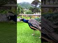 PEACOCKS & CASTLES FOR BREAKFAST 🦚🏰🇵🇹