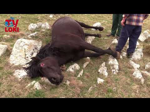 Video: Nasilje Nad Ljudima Na Konjima: Na Klanje Konja U SAD-u (i Bolesna Opcija U Miamiju)