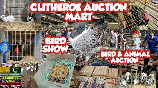 Clitheroe Auction Mart | Bird Show | Bird Show 2024 | Parrots | Birds | Pigeons