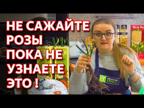 Как посадить розу весной. Суперспособ! Как правильно сажать розы.