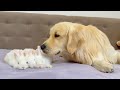 Golden Retriever Meets Adorable Baby Bunnies for the First Time