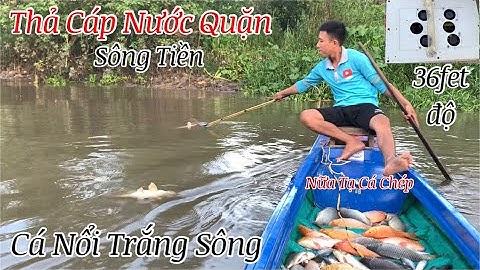 Hốt Ổ Cá Chép Cụ Khủng Khiếp Nổi Trắng Sông K Biết Đường Vớt | Kích Cá Miền Tây | Catch Fish