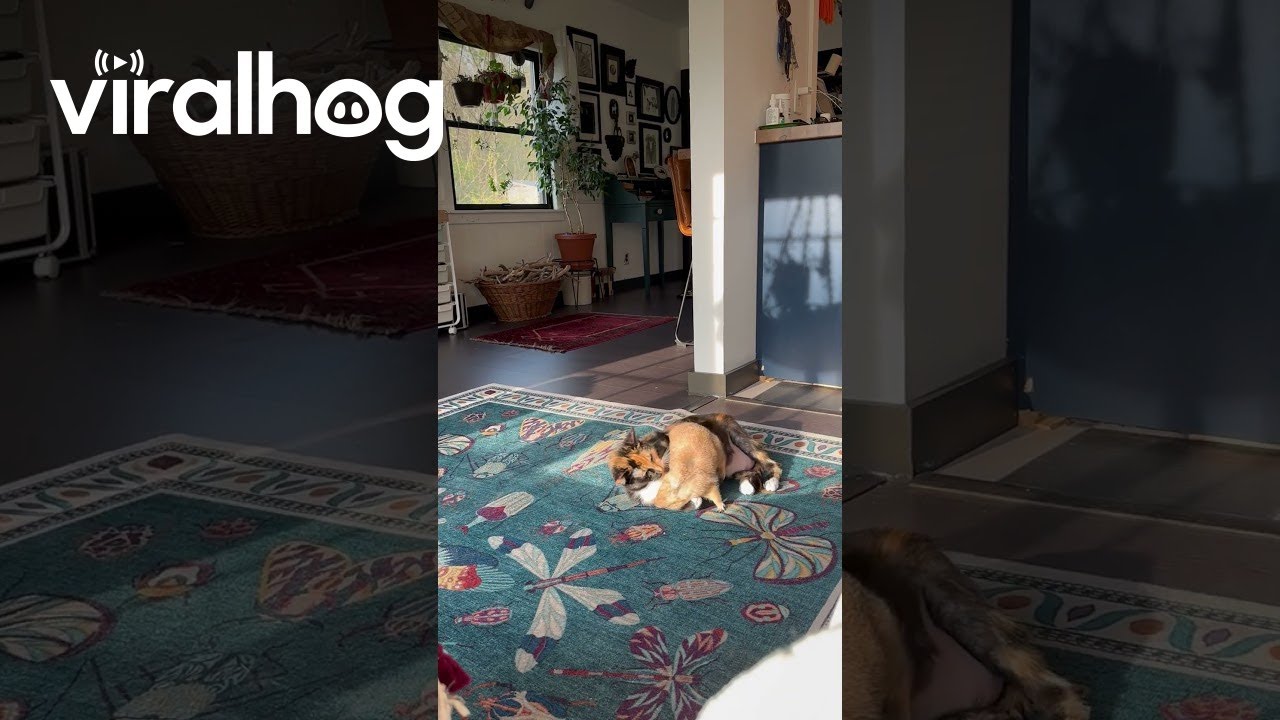 Prairie Dog And Cat Cuddle Like Best Friends || ViralHog