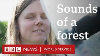 The sounds of Europe's last primeval forest - BBC World Service