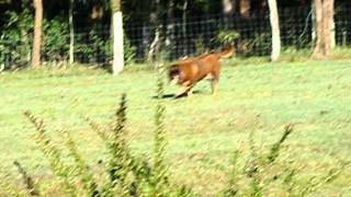 Ruby The Staffy Pup Meets Her First Cow