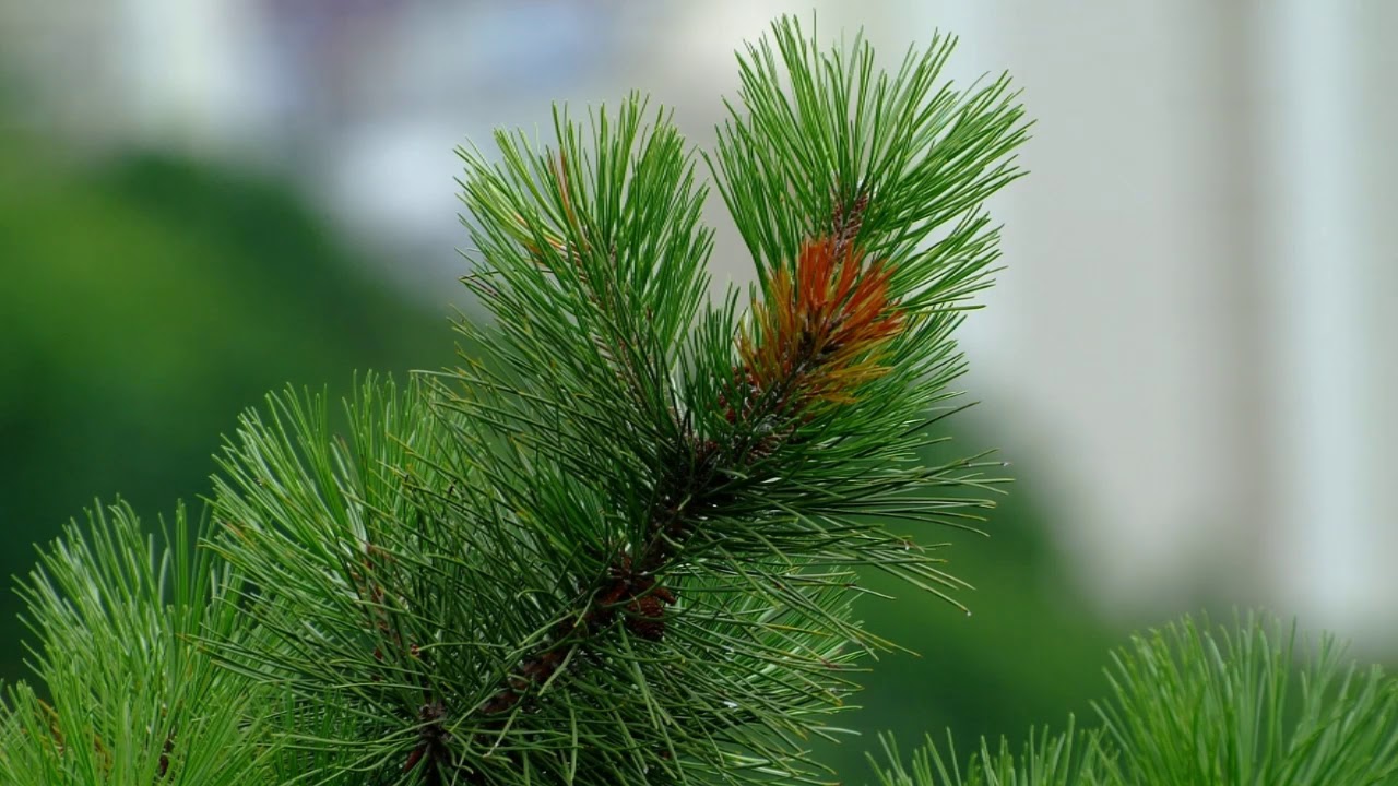 Especial de 3 horas de música para orar - Música que transmite paz canciones cristiana para orar y adorar vol. 2