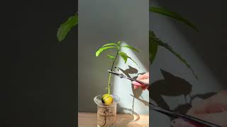 Pruning avocado plant | Seedor - Plant aesthetic store