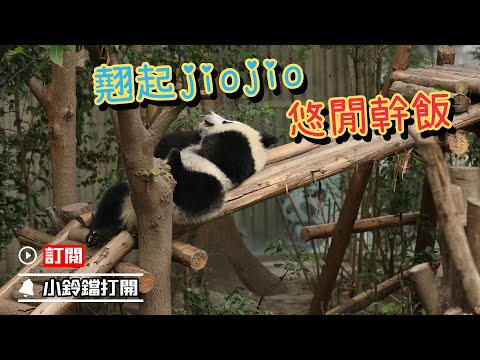 《熊貓早晚安》好吃不如竹子，舒服不如躺著 | iPanda熊貓頻道