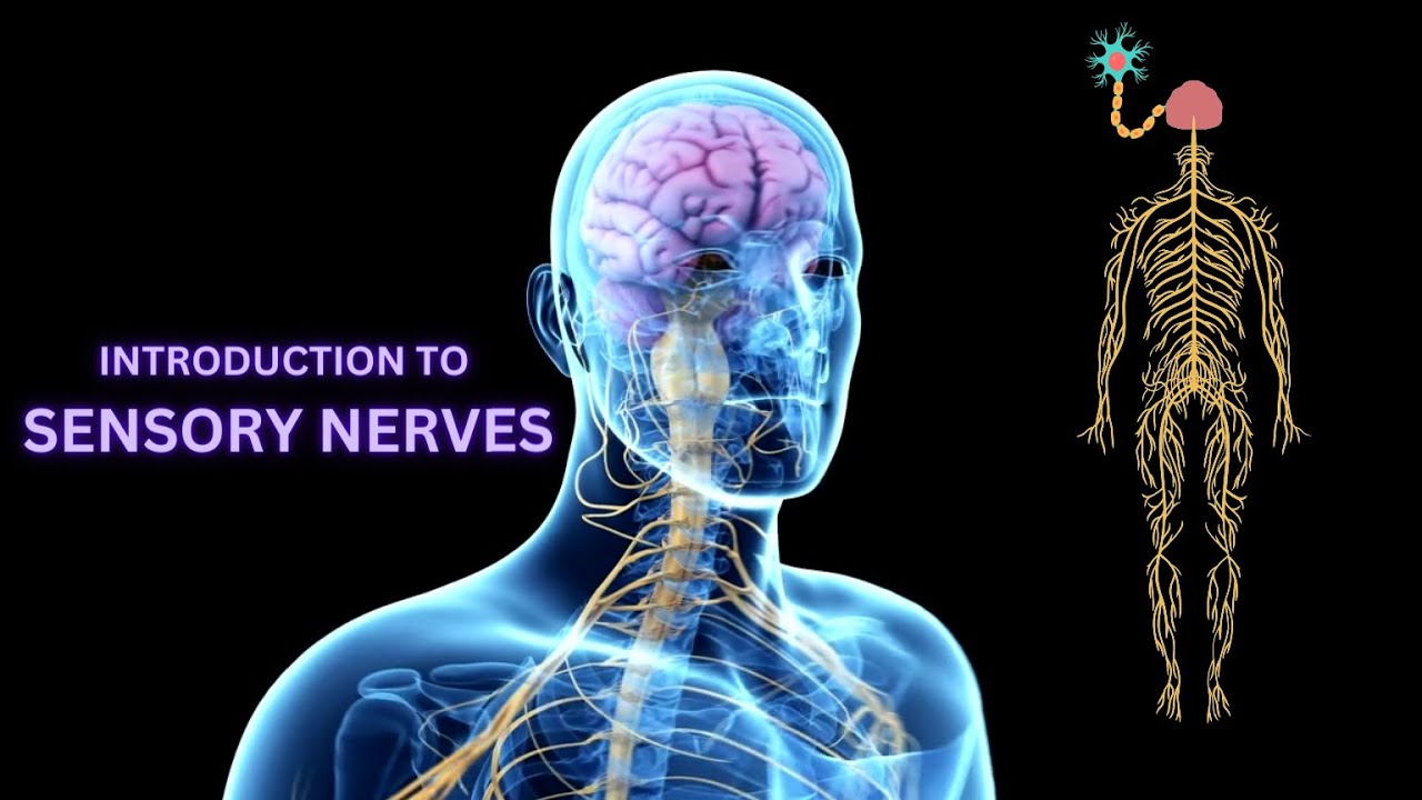 Sensory Nerves: The Cybernetic Revolution 
