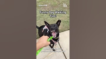 Hilarious But Useful Dog Walking Tips
