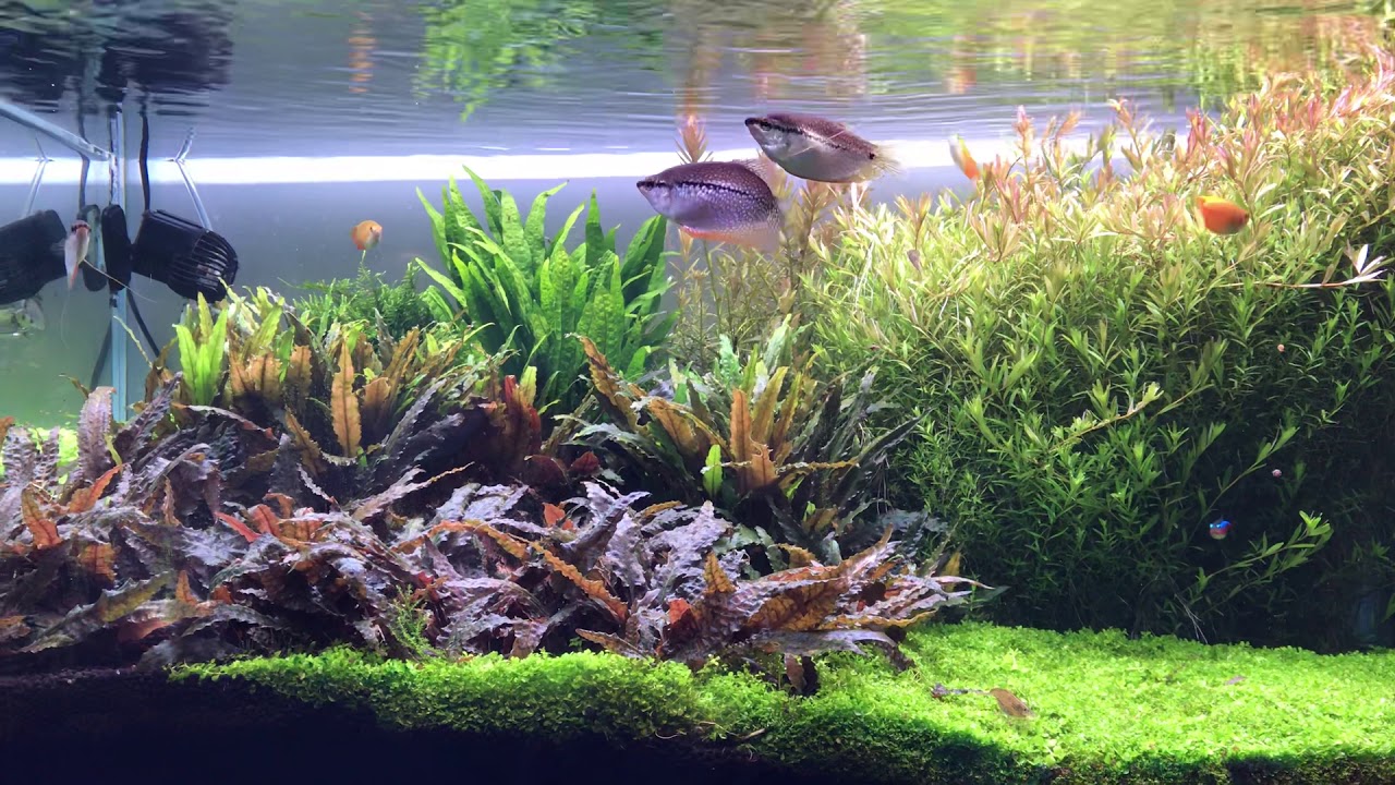 900 evolution aqua with twin star lighting