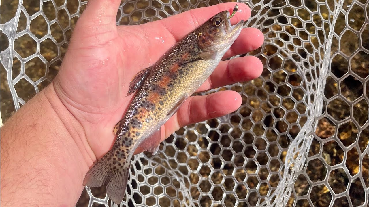 Fly fishing for wild trout in Virginia!