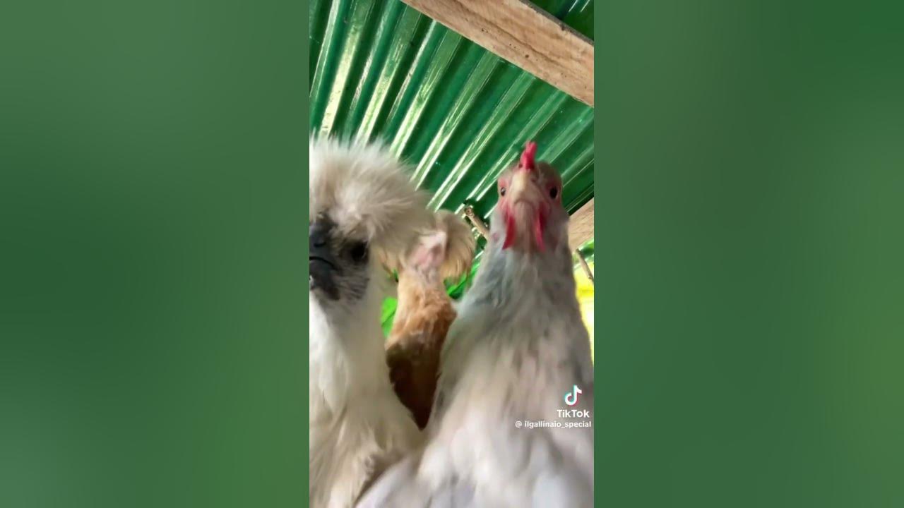 Dancing Chickens 🐓 😂