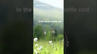 Moonlit Reunion(Ayışığında Buluşma) Üzik Şarkılar