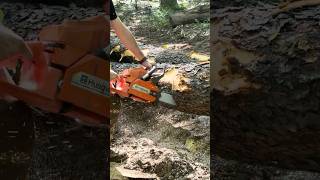 Timberjack 460 Skidding Black Cherry Logs + Bucking with Husqvarna 288 XP Lite