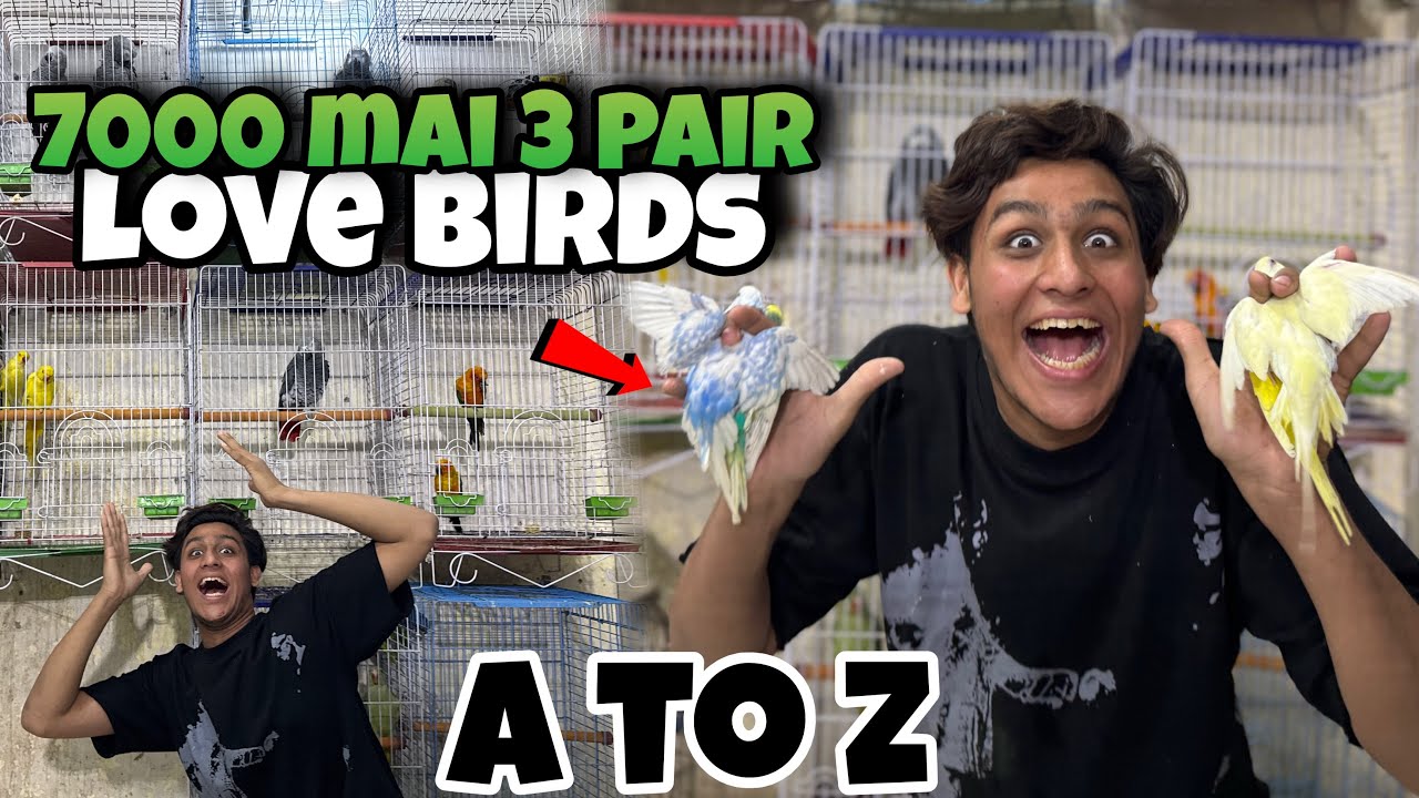 Mashallah 7k 3 pair deal restock|A to Z birds factory|😱😱🦜🦜