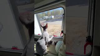 Where’s that darn goose!!! He is so loud. #adventurecat #nosyneighbor #camperlife #badkitty #cutecat