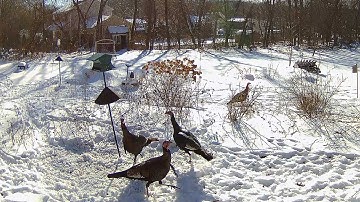 Reolink Captures: Turk-nado