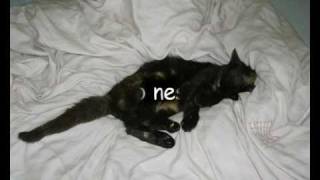 Divokej Bill -  Rozárko