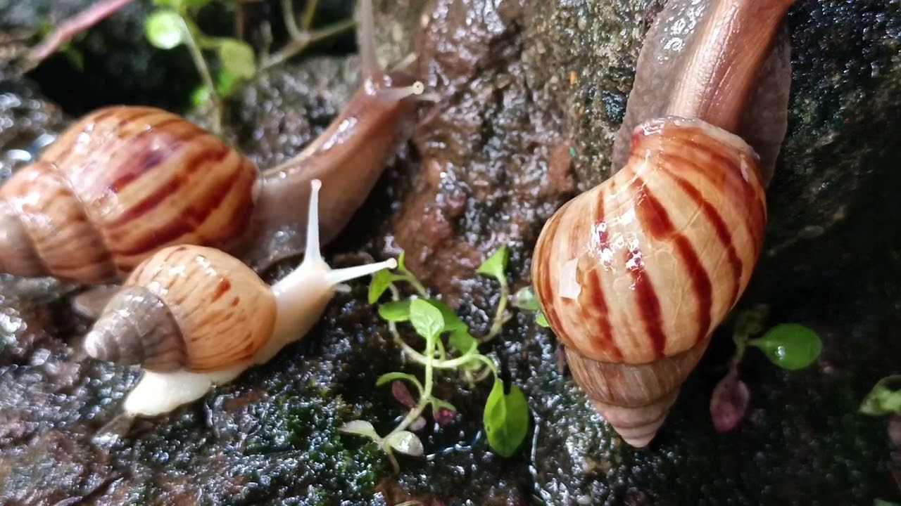 Soothing Slow-Motion: Snail's Journey Across Mossy, Wet Rock 💧