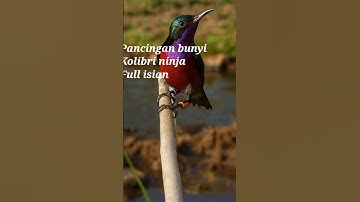 masteran burung Kolibri ninja ( konin ) ‼️ #kicaumania #birds #masteranburung #birdsounds
