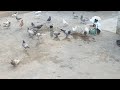 Purchase fighter pigeonsmr sallu vlogs