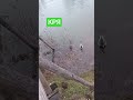 #утки #кашин