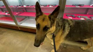 German Shepherd goes SHOPPING (DNN Philadelphia)