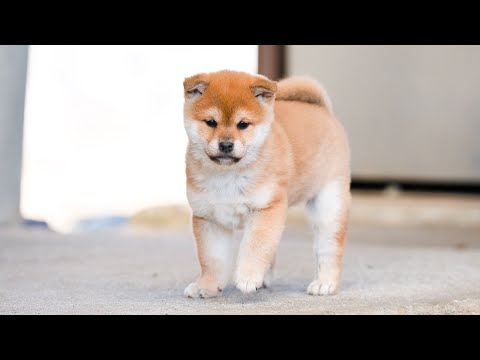 赤柴 柴犬 】小さな大和撫子！赤柴の女の子！ | マルワンBLOG