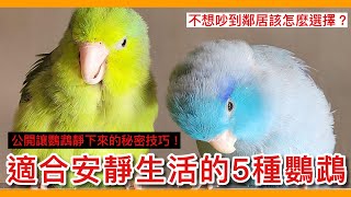 激推最適合「安靜生活」的5種寵物鳥總整理公開讓鳥寶穩定情緒的關鍵因素【鸚鵡小木屋】【新手鳥知識】Introduction to the quiet parrot