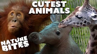 Cutest Baby Animals | The Secret Life of the Zoo by Nature Bites 2,355 views 3 weeks ago 10 minutes, 10 seconds